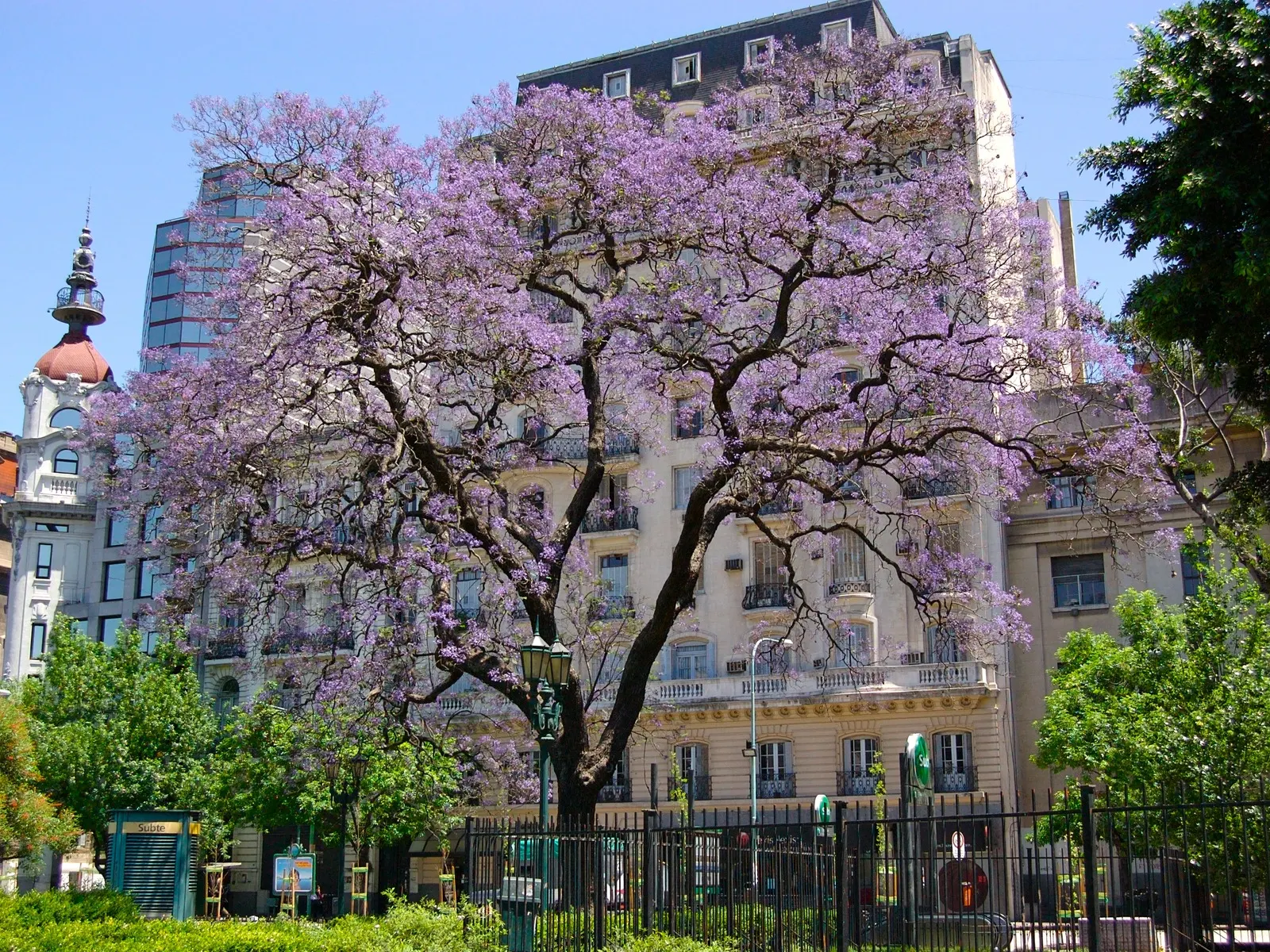 A Buenos Aires street under flowering jacaranda trees, with violet petals covering the cobblestones